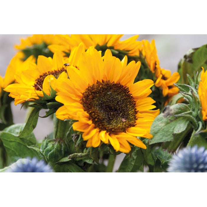MO2217 - GIRASOL
