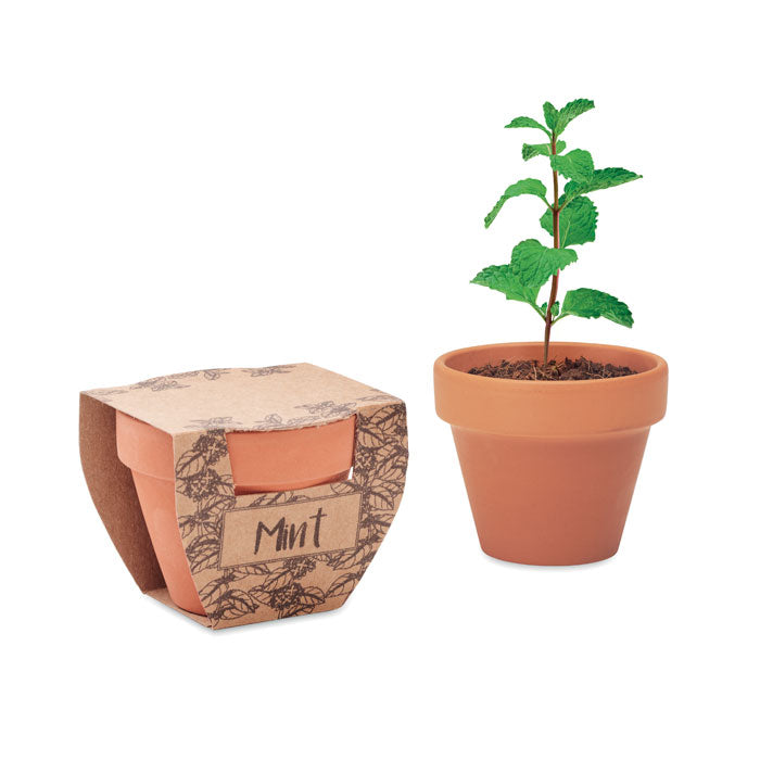 MO2218 - MINT POT