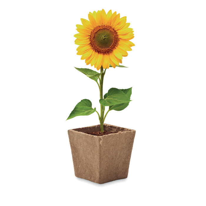 MO2411 - SUNFLOWER KIT