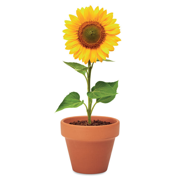 MO6147 - SUNFLOWER