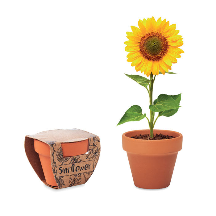 MO6147 - SUNFLOWER