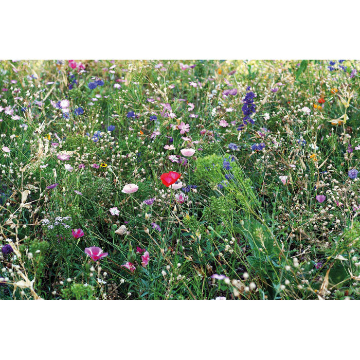 MO6501 - SEEDLOPEBEE
