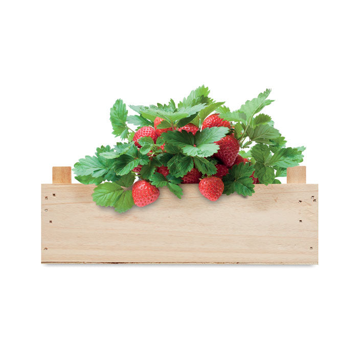 MO6506 - STRAWBERRY