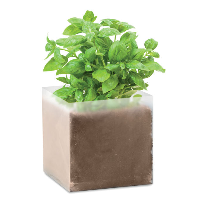 MO9545 - BASIL